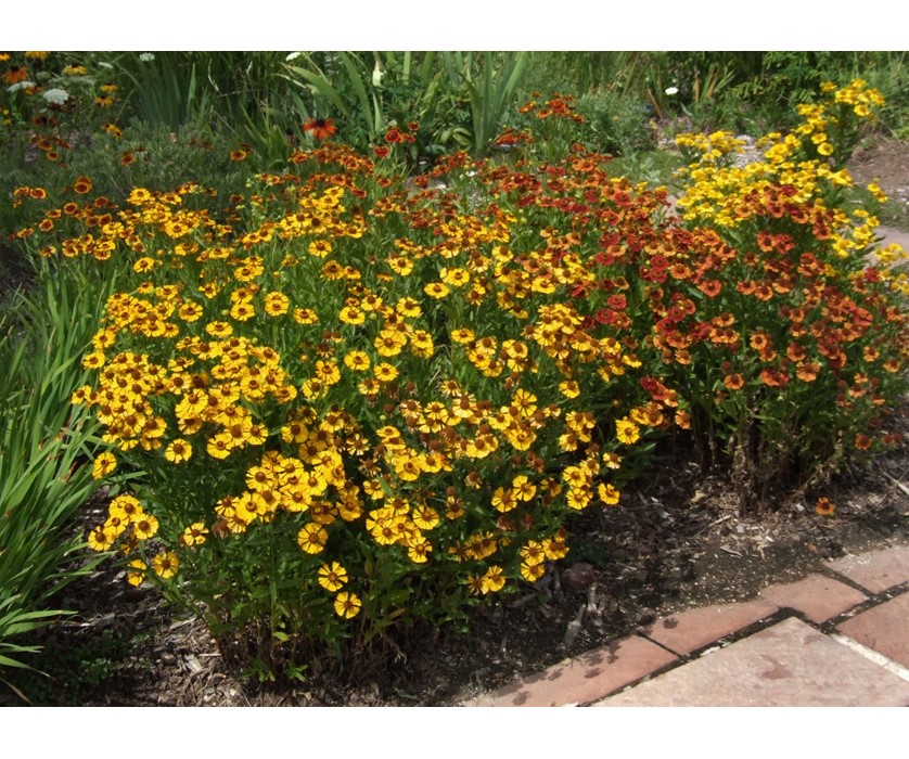 Sneezeweed
